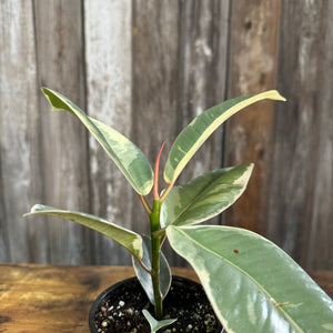4" Rubber Plant Assorted