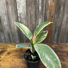 Load image into Gallery viewer, 4&quot; Rubber Plant Assorted