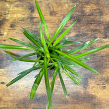 Load image into Gallery viewer, 4&quot; Spider Plant