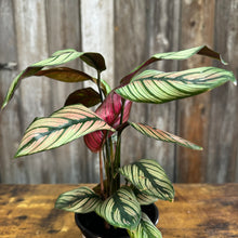 Load image into Gallery viewer, 4&quot; Calathea White Star