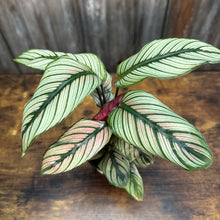 Load image into Gallery viewer, 4&quot; Calathea White Star