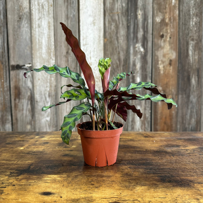 Calathea 'Rattlesnake'