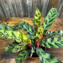Load image into Gallery viewer, 4&quot; Calathea Rattlesnake