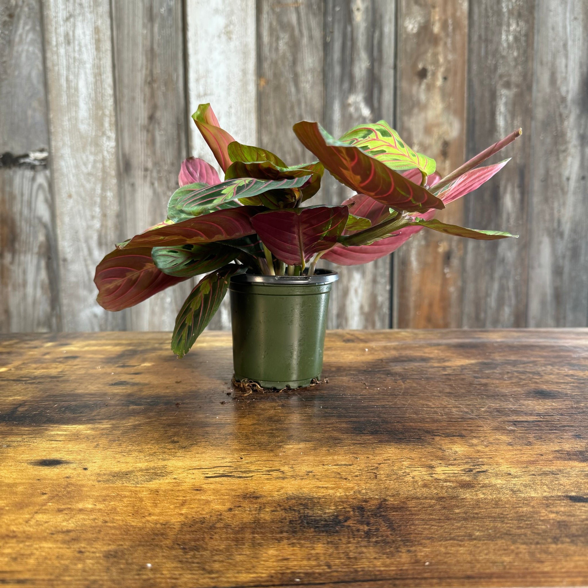 prayer plant red Maranta 'Red Prayer Plant'