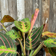 Load image into Gallery viewer, 4&quot; Prayer Plant