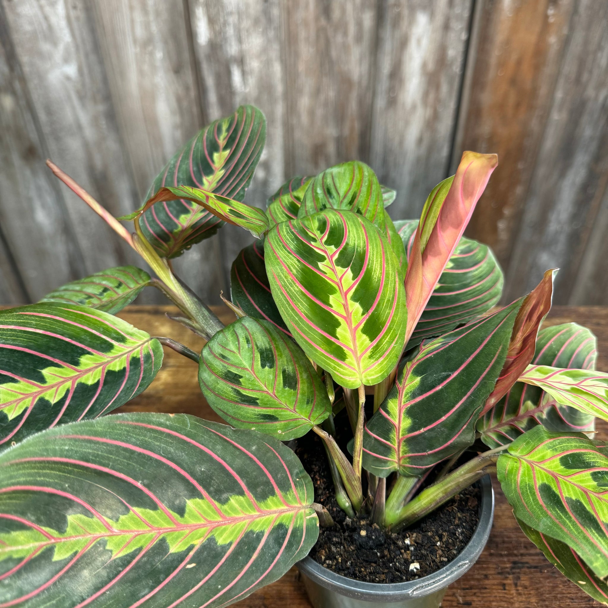 prayer plant red Maranta 'Red Prayer Plant'
