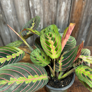 black prayer plant Maranta 'Red Prayer Plant'