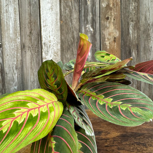 Maranta 'Red Prayer Plant'