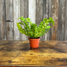 Load image into Gallery viewer, 4&quot; Asplenium Crispy Wave