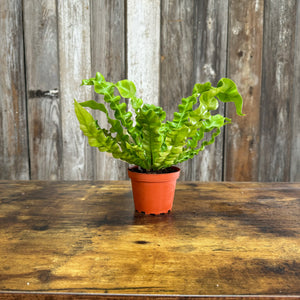 4" Asplenium Crispy Wave