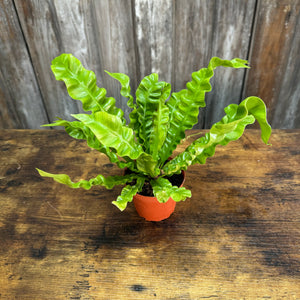 4" Asplenium Crispy Wave