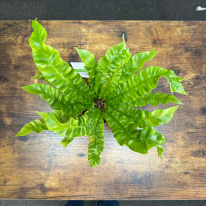 4" Asplenium Crispy Wave