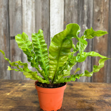 Load image into Gallery viewer, 4&quot; Asplenium Crispy Wave