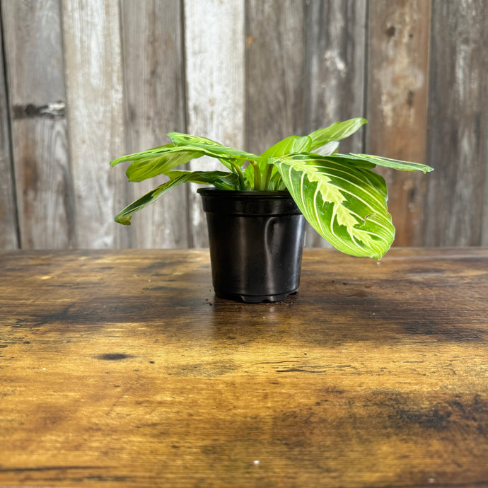 Maranta 'Lemon Lime Prayer Plant'