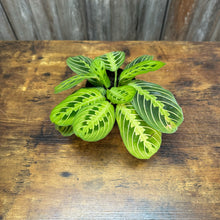 Load image into Gallery viewer, 4&quot; Prayer Plant Lemon