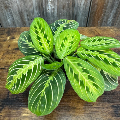 Maranta 'Lemon Lime Prayer Plant'