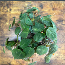 Load image into Gallery viewer, 6&quot; Philodendron Micans