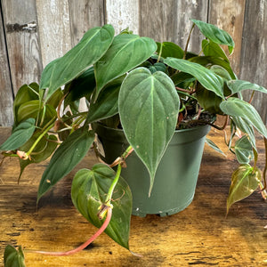 6" Philodendron Micans