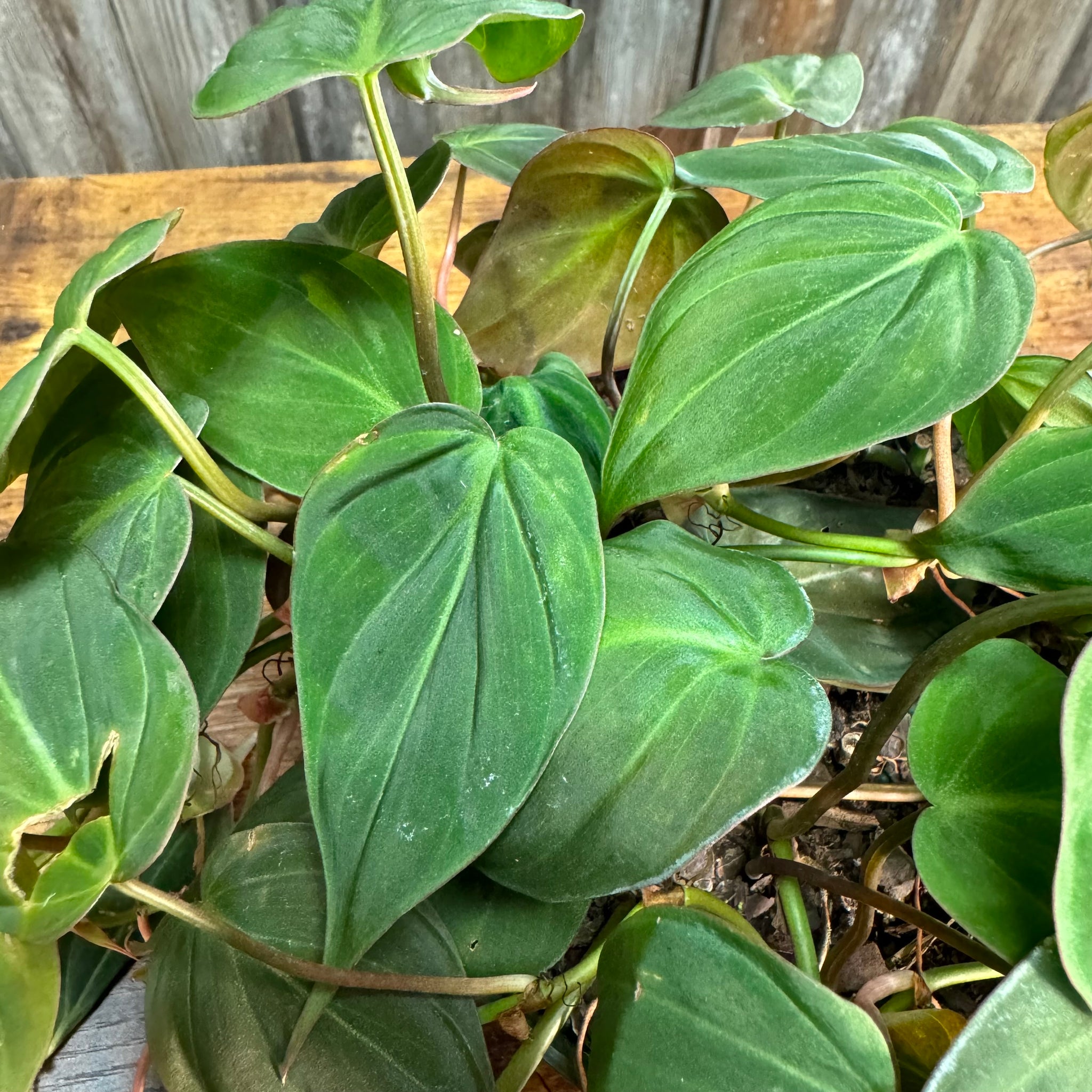 bronze micans philodendron Philodendron 'Micans'