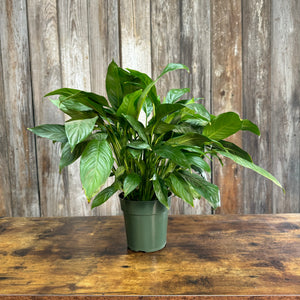 Spathiphyllum Peace Lily