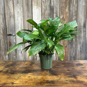 Spathiphyllum Peace Lily