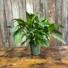 Load image into Gallery viewer, Spathiphyllum Peace Lily