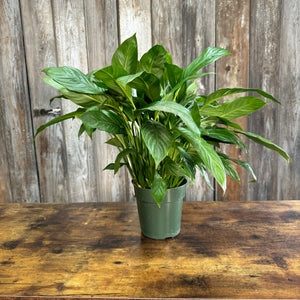 Spathiphyllum Peace Lily