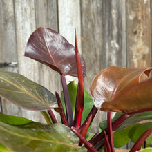 Load image into Gallery viewer, 6&quot; Philodendron McColley&#39;s Finale