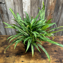 Load image into Gallery viewer, 6&quot; Aglaonema Cutlass