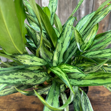 Load image into Gallery viewer, 6&quot; Aglaonema Cutlass