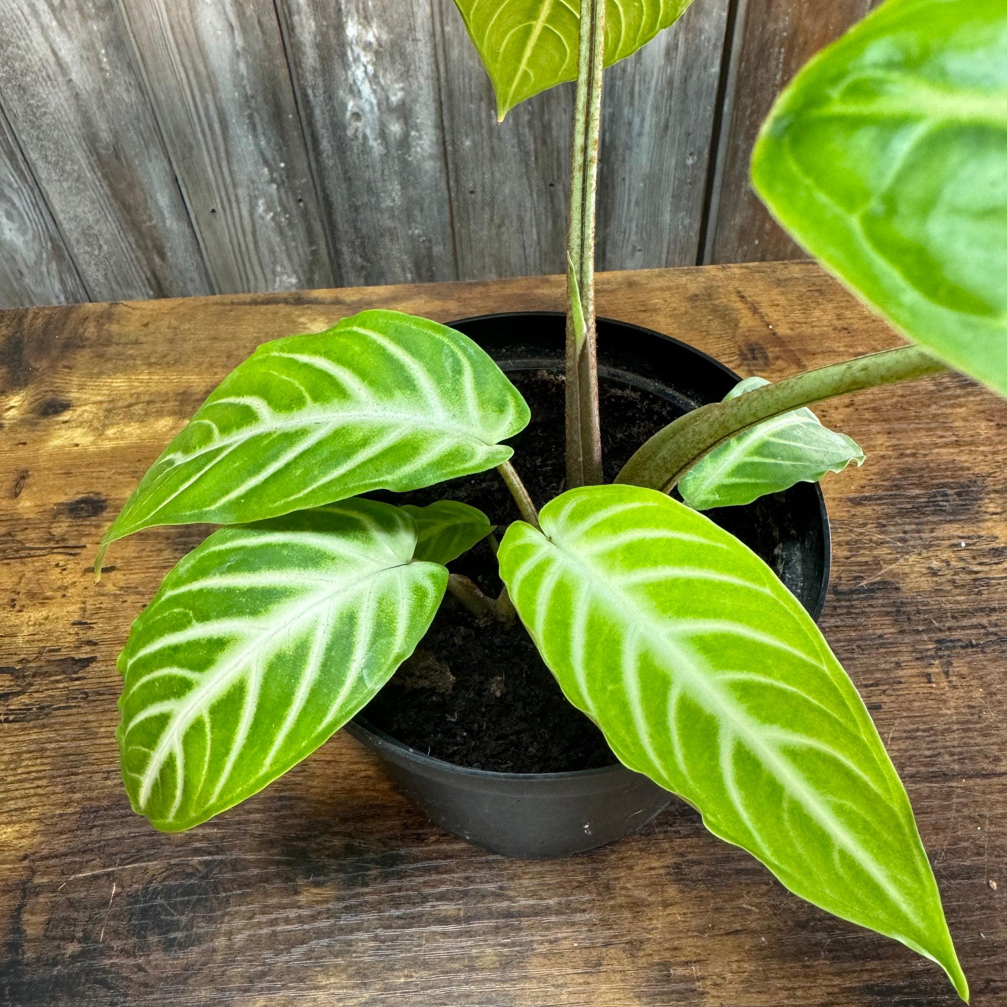 xanthosoma indoor plant Xanthosoma lindenii Magnificum