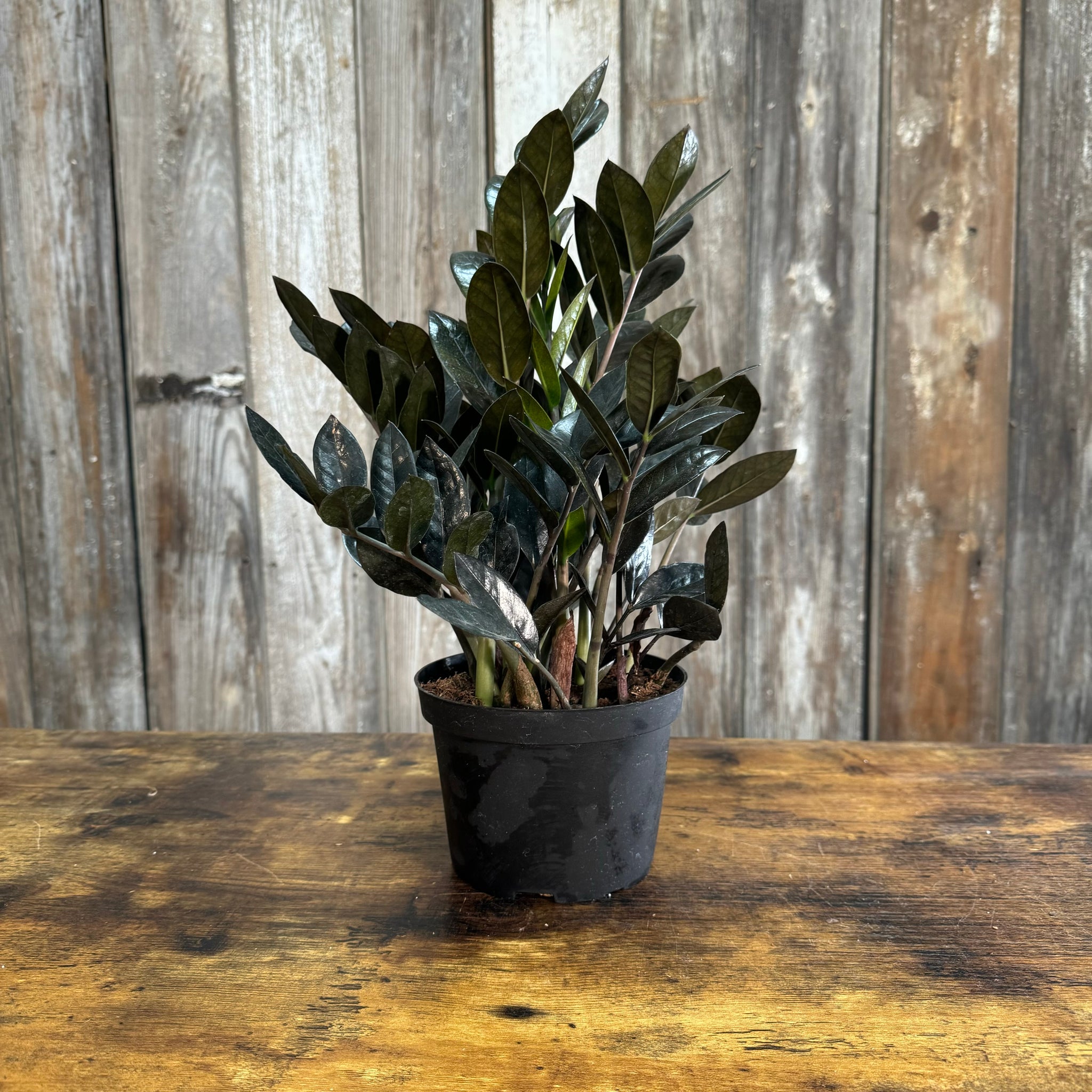 zz plant purple Zamioculas 'Raven' ZZ Plant