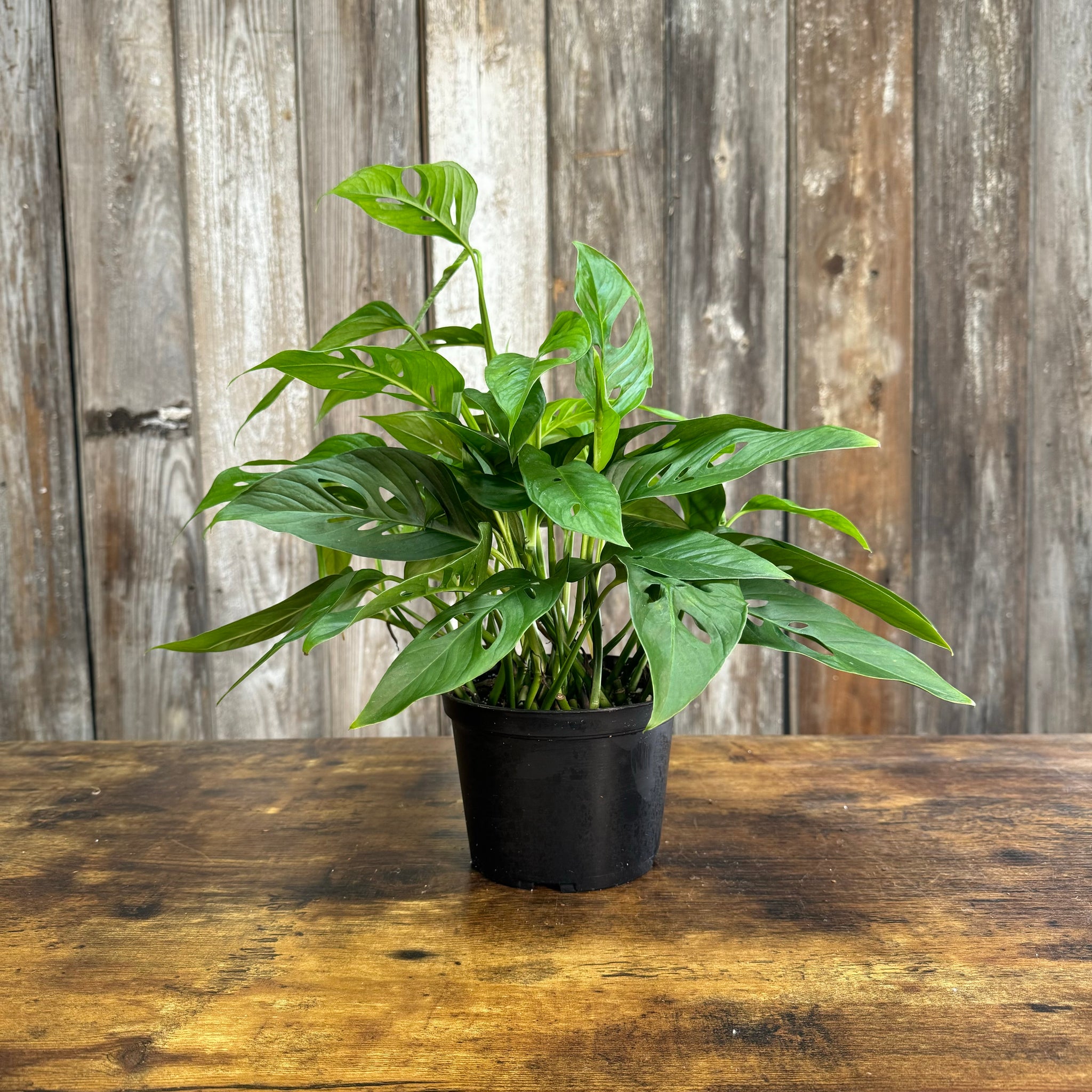 swiss cheese plant flower power Monstera 'Swiss Cheese'