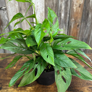 6" Philodendron Swiss Cheese