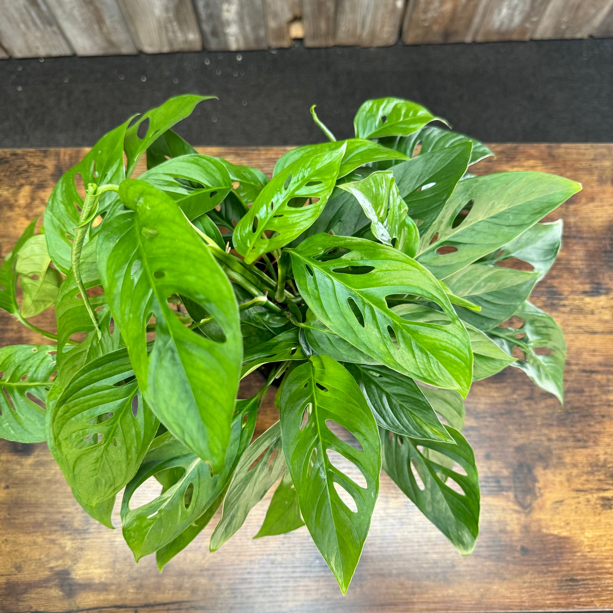 green and white swiss cheese plant Monstera 'Swiss Cheese'