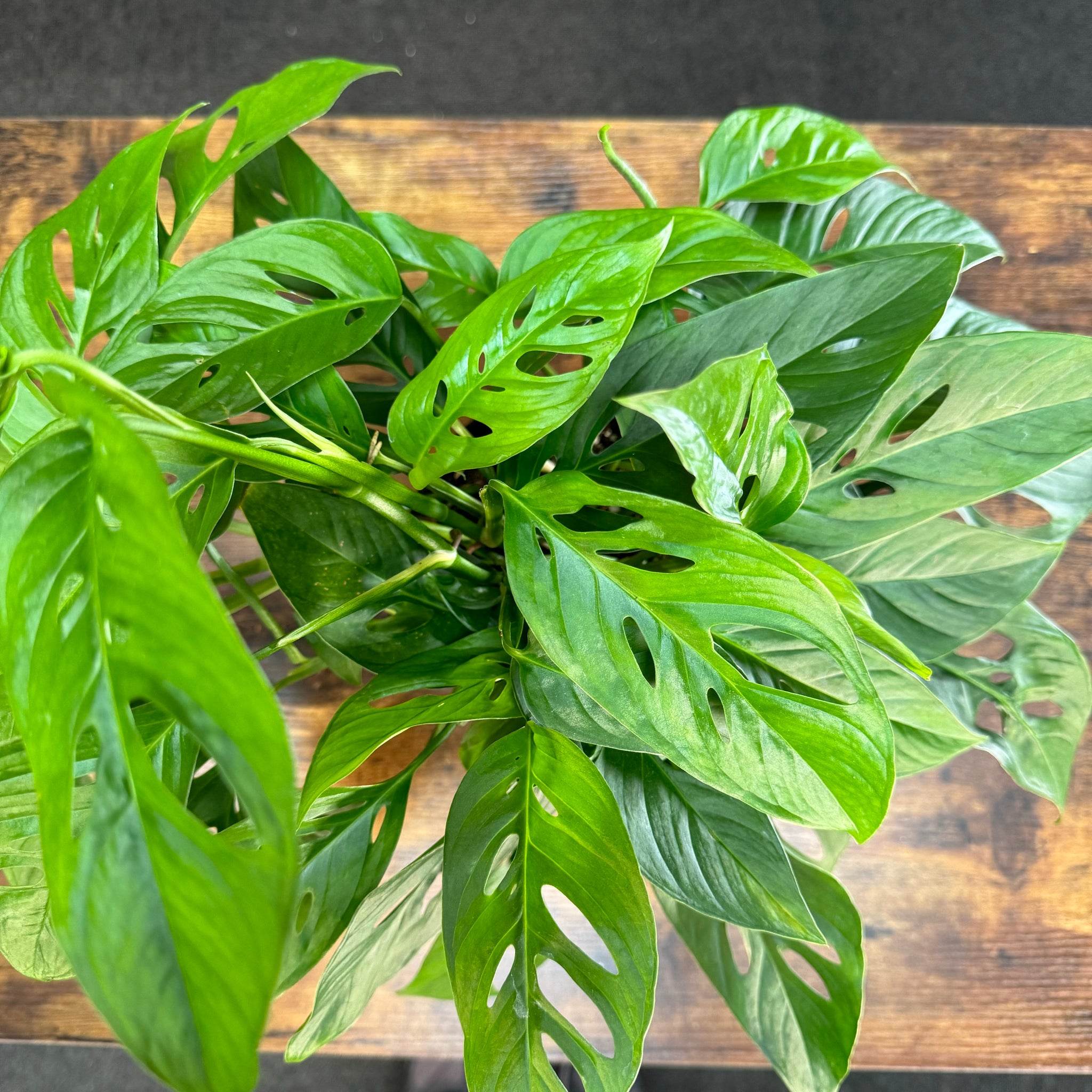 swiss cheese plants for sale Monstera 'Swiss Cheese'