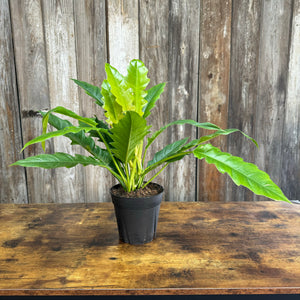 6" Philodendron Jungle Boogie