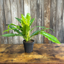 Load image into Gallery viewer, 6&quot; Philodendron Jungle Boogie