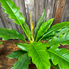 Load image into Gallery viewer, 6&quot; Philodendron Jungle Boogie