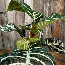 Load image into Gallery viewer, 6&quot; Zebra Plant