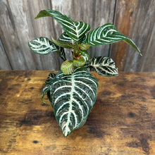 Load image into Gallery viewer, 6&quot; Zebra Plant