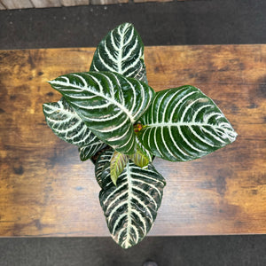 6" Zebra Plant