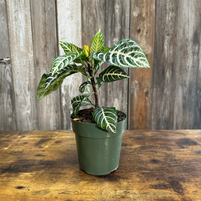 Aphelandra Zebra Plant