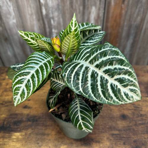 Aphelandra Zebra Plant