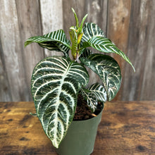 Load image into Gallery viewer, 6&quot; Zebra Plant