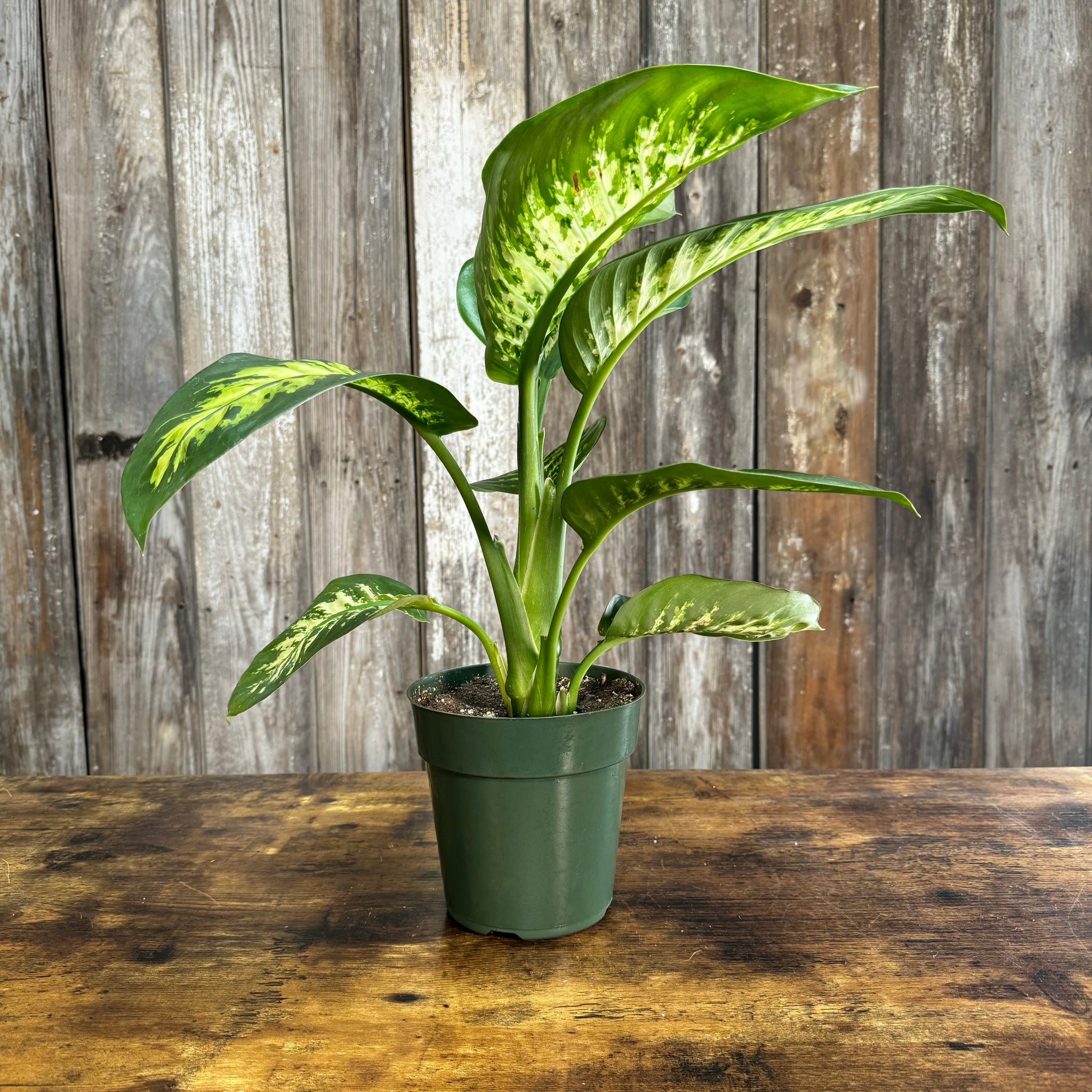 dieffenbachia 'tropic snow Dieffenbachia 'Tropic Snow'