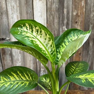 dieffenbachia neon Dieffenbachia 'Tropic Snow'