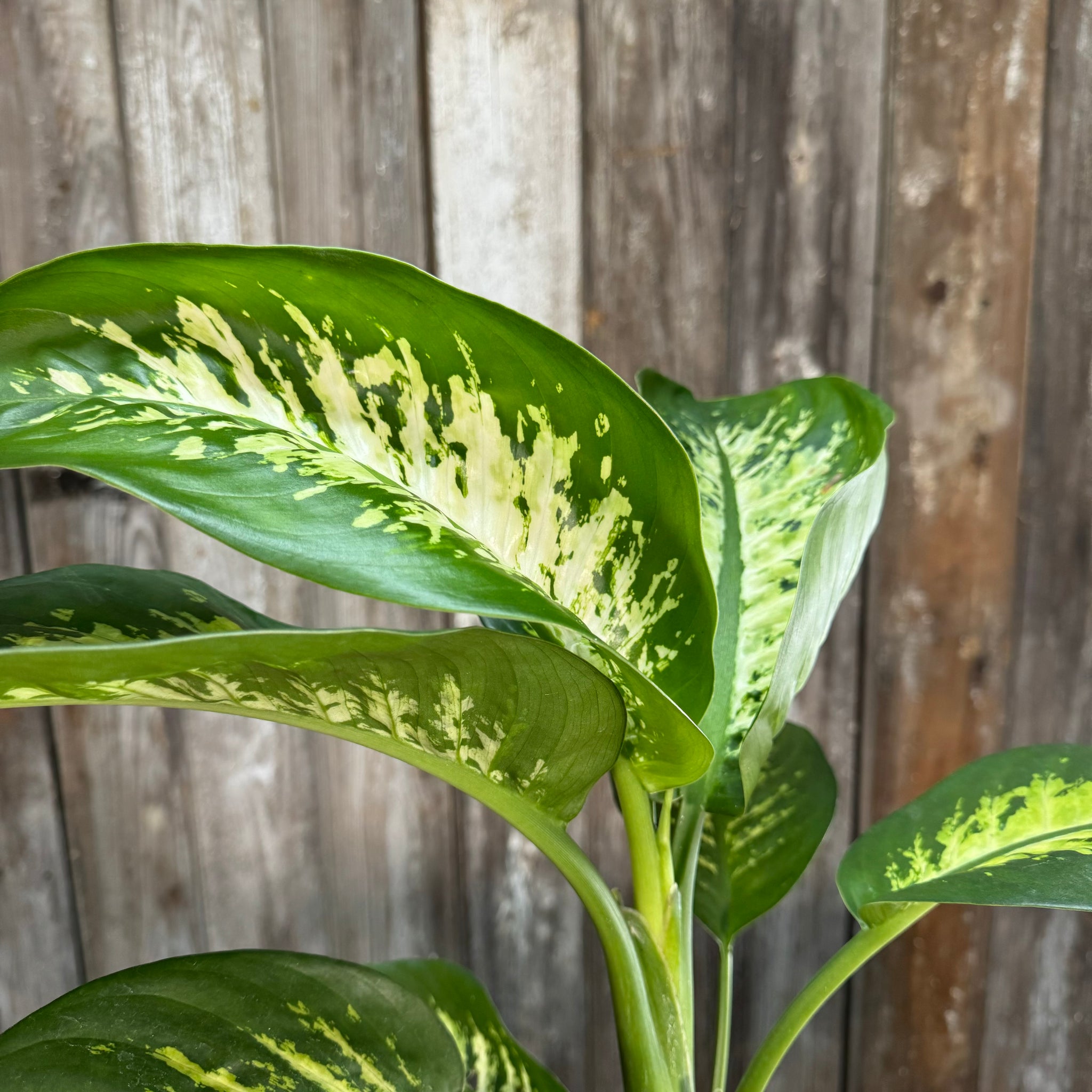 dieffenbachia in winter Dieffenbachia 'Tropic Snow'