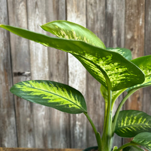 6" Dieffenbachia Tropic Snow