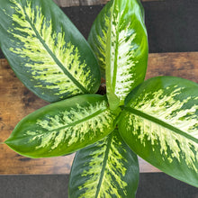 Load image into Gallery viewer, 6&quot; Dieffenbachia Tropic Snow